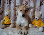 Собаки в Москве: Милые щенки — мальчишки в добрые руки. Вырастут небольшие Мальчик, 1 руб. - фото 4