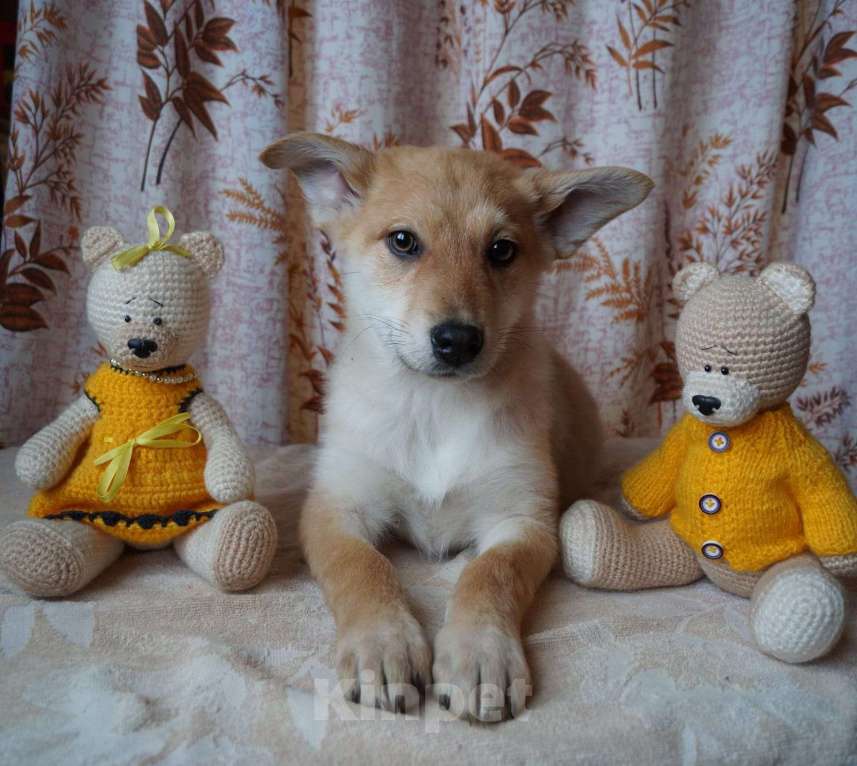 Собаки в Москве: Милые щенки — мальчишки в добрые руки. Вырастут небольшие Мальчик, 1 руб. - фото 4