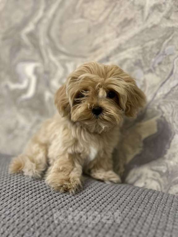 Собаки в Москве: Микро мальчик мальтипу f1 Мальчик, 130 000 руб. - фото 1