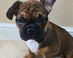 Собаки в Белореченске: Французский бульдог Мальчик, Бесплатно - фото 4