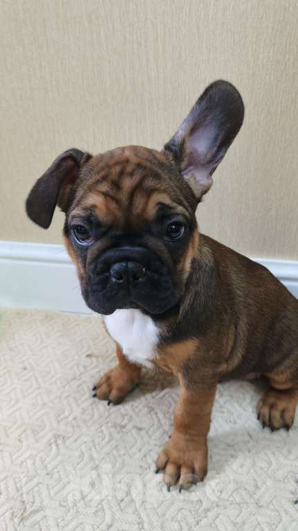 Собаки в Белореченске: Французский бульдог Мальчик, Бесплатно - фото 4