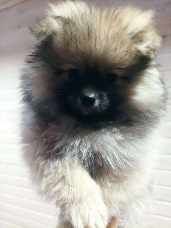 Собаки в Химках: Девочки  активные, игривые, шкодницы Девочка, 35 000 руб. - фото 6