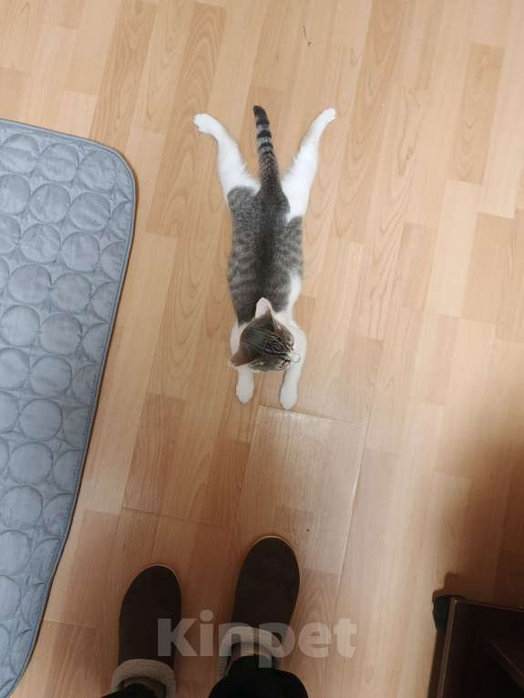 Кошки в других городах Московской области: Придурковатая куколка Девочка, Бесплатно - фото 6