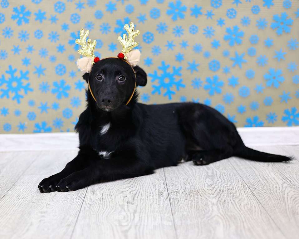 Собаки в Москве: Щенки бесплатно в Москве Девочка, Бесплатно - фото 2