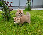 Кошки в Самаре: Котята золотой шиншиллы Мальчик, 30 000 руб. - фото 4