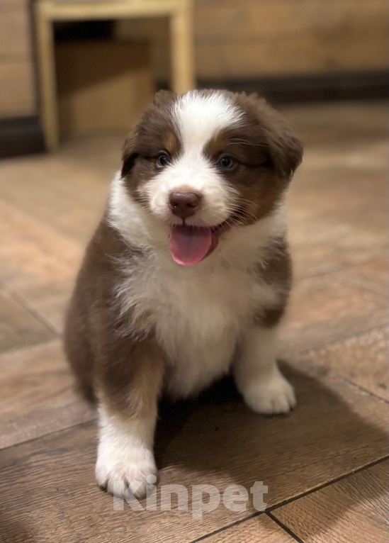 Собаки в Санкт-Петербурге: Австралийская овчарка щенки  Мальчик, 60 000 руб. - фото 5