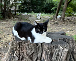 Кошки в Ростове-на-Дону: Котята в добрые руки, живут на улице Разнополые, Бесплатно - фото 10