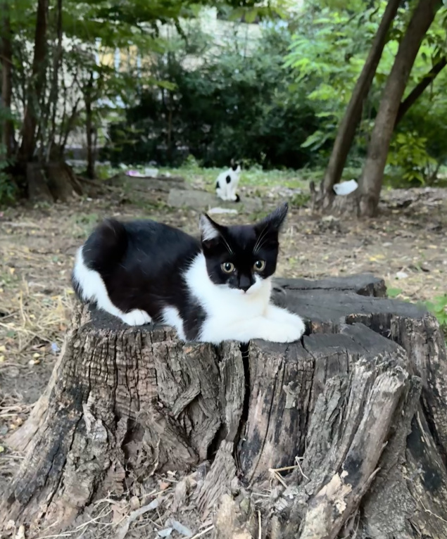 Кошки в Ростове-на-Дону: Котята в добрые руки, живут на улице Разнополые, Бесплатно - фото 10