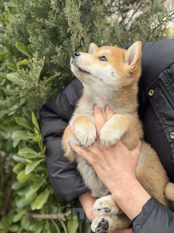 Собаки в Севастополе: Сиба-ину щенок мальчик Мальчик, 60 000 руб. - фото 1