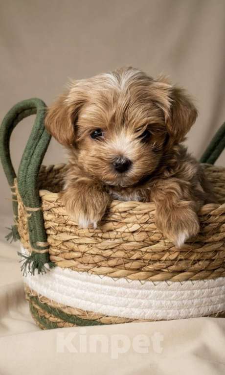 Собаки в Серпухове: Щеночки Мальтипу F1 Мальчик, Бесплатно - фото 6