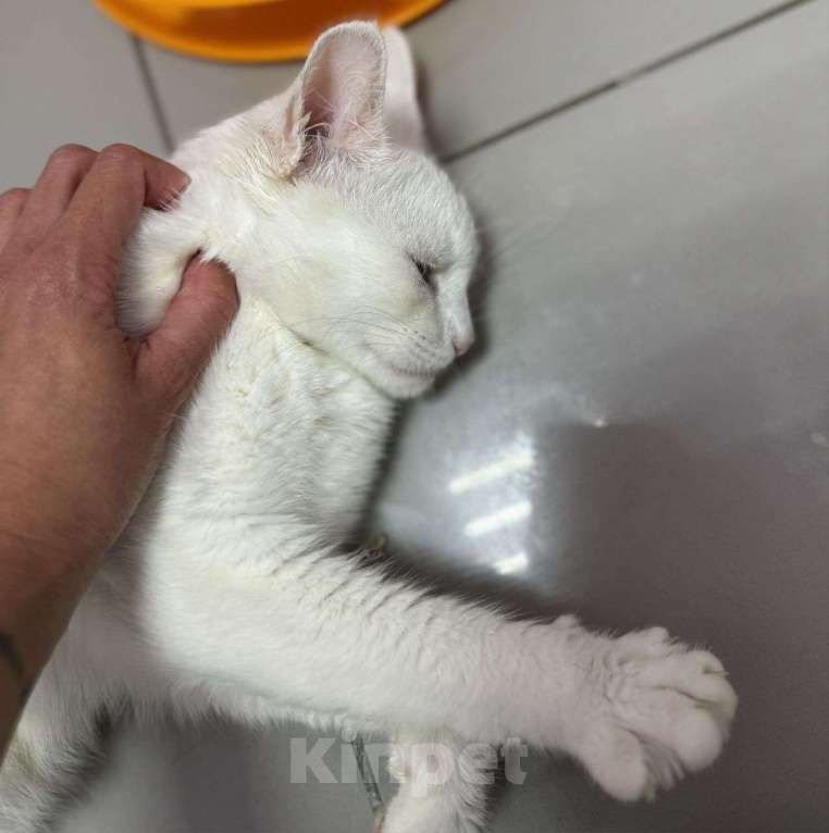 Кошки в Москве: Кошечка Белинда очень любит, когда ее гладят Девочка, Бесплатно - фото 2