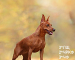 Собаки в Перми: Щенки цвергпинчера в Перми. Девочка, 35 000 руб. - фото 2