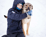 Собаки в Москве: Пёс-радость и позитив, компаньон для семьи и детей Мальчик, Бесплатно - фото 8
