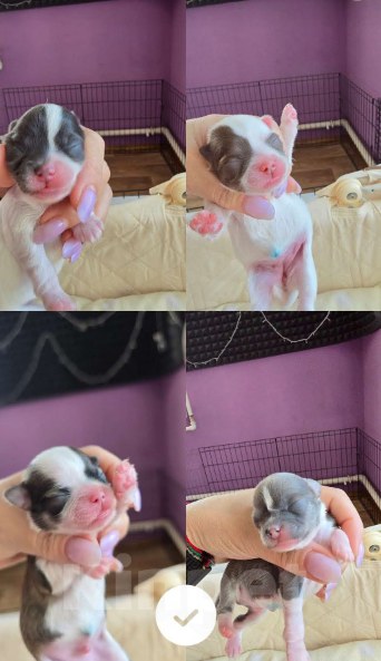 Собаки в Пушкино: Чиходетки Мальчик, 35 000 руб. - фото 2