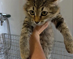 Кошки в Волгограде: Нужна помощь в пристройстве 4-х котят Девочка, Бесплатно - фото 2
