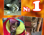 Кошки в Долгопрудном: Тимон ищет свой дом Мальчик, Бесплатно - фото 1
