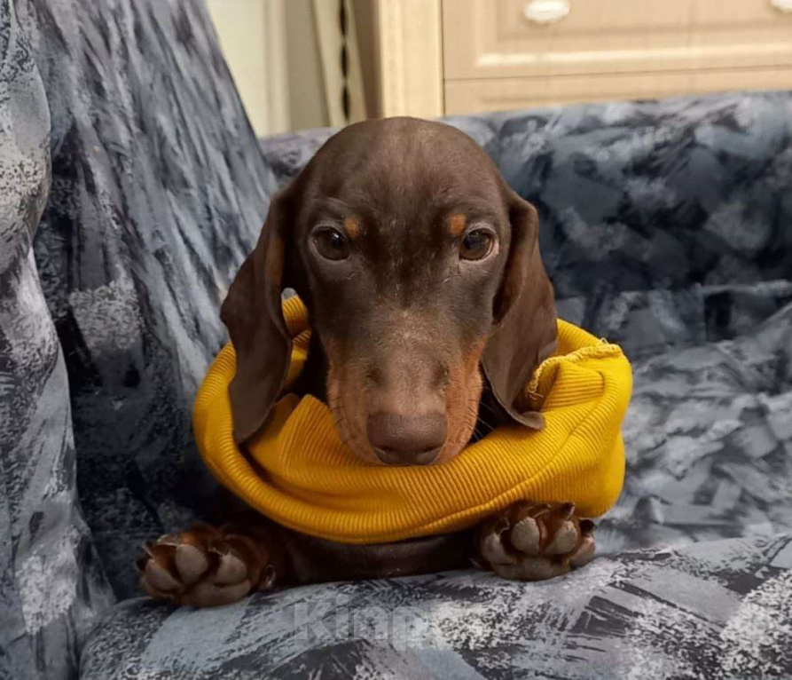 Собаки в Перми: Кофейный Мальчик 1 Мальчик, 50 000 руб. - фото 1