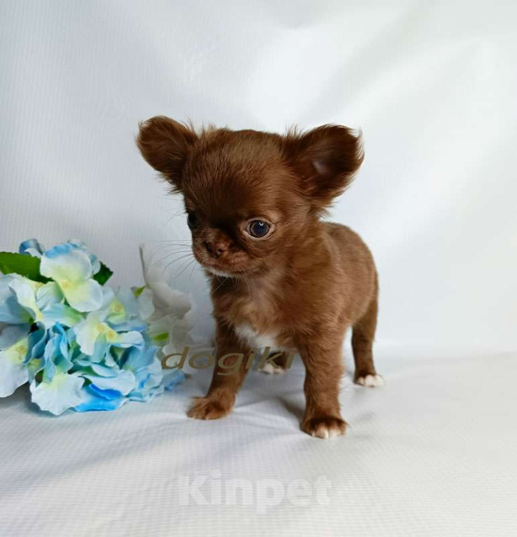 Собаки в Москве: Чихуахуа мальчик Мальчик, 35 000 руб. - фото 5