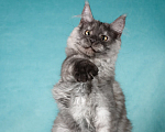 Кошки в Химках: Молодой кот Мейн-Кун  Мальчик, 100 000 руб. - фото 5
