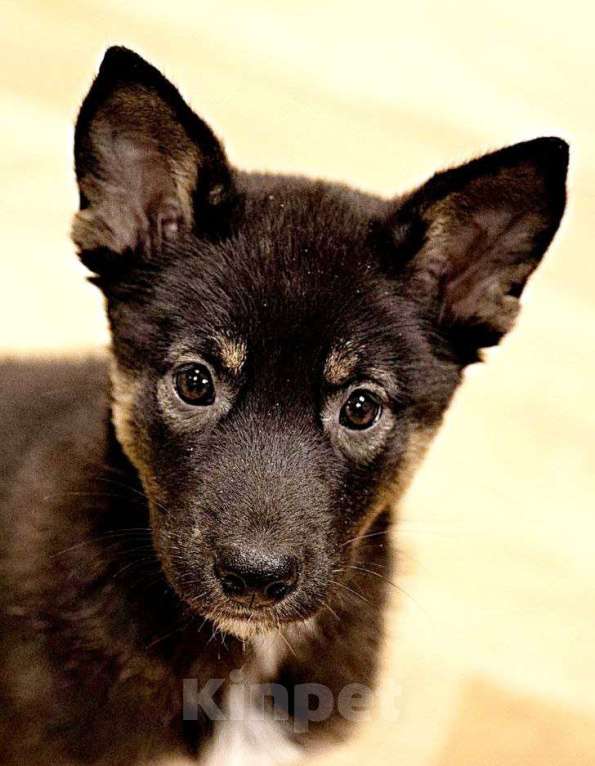 Собаки в Ульяновске:  Мия Девочка, 500 руб. - фото 2