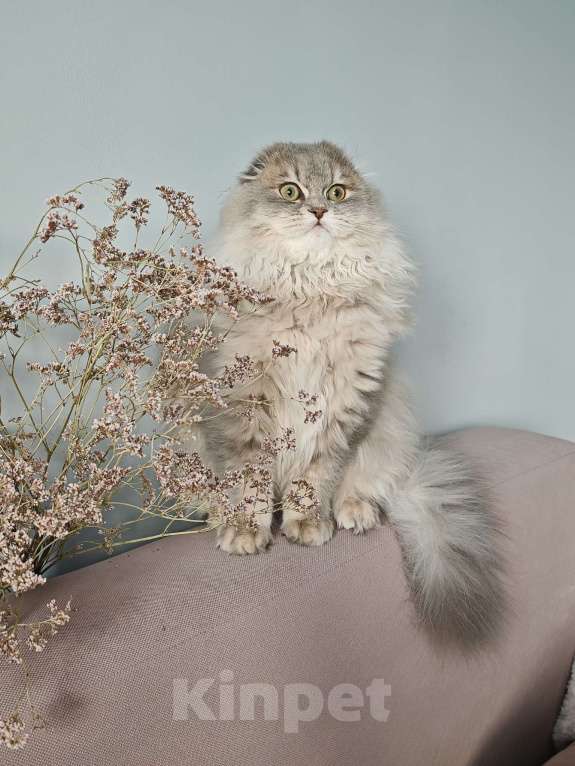 Кошки в Москве: Длинношертсный шотландский красавец Мальчик, 45 000 руб. - фото 4