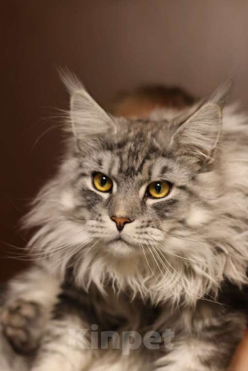 Кошки в Королеве: Котенок помета А; Мейн Кун, Айсберг. Мальчик, 25 000 руб. - фото 6