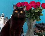 Кошки в Санкт-Петербурге: Потерялся любимый кот Мальчик, 3 000 руб. - фото 3