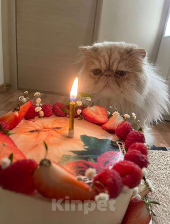 Кошки в Санкт-Петербурге: Вязка персидского котика Мальчик, 5 000 руб. - фото 3