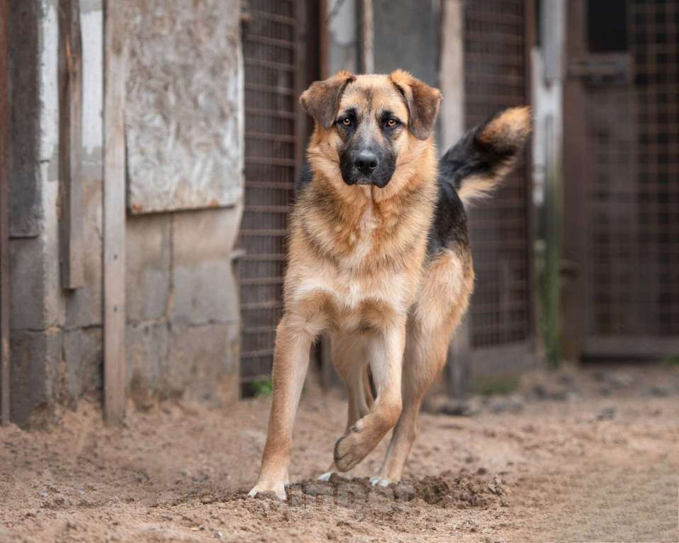 Собаки в Москве: Миша - достоин поверить, что нужен Мальчик, Бесплатно - фото 4
