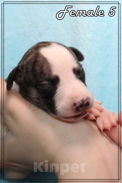 Собаки в Москве: Яркая девица уиппет. Девочка, Бесплатно - фото 9