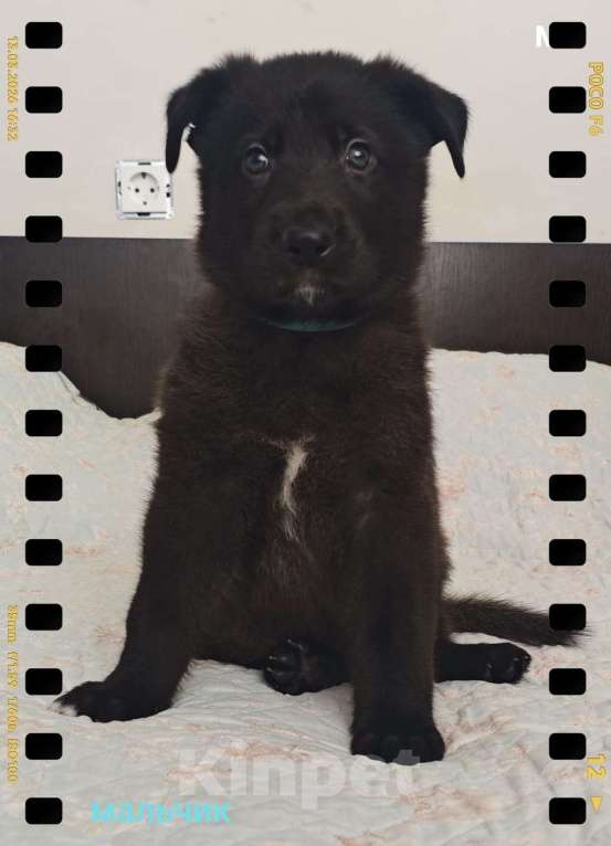 Собаки в других городах Краснодарского края: Продам щенков немецкой овчарки Мальчик, 16 000 руб. - фото 2