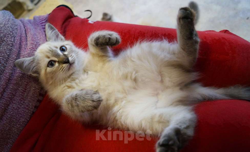 Кошки в Краснодаре: Котята Невская маскарадная color point blue пушистый кот Мальчик, 26 000 руб. - фото 7