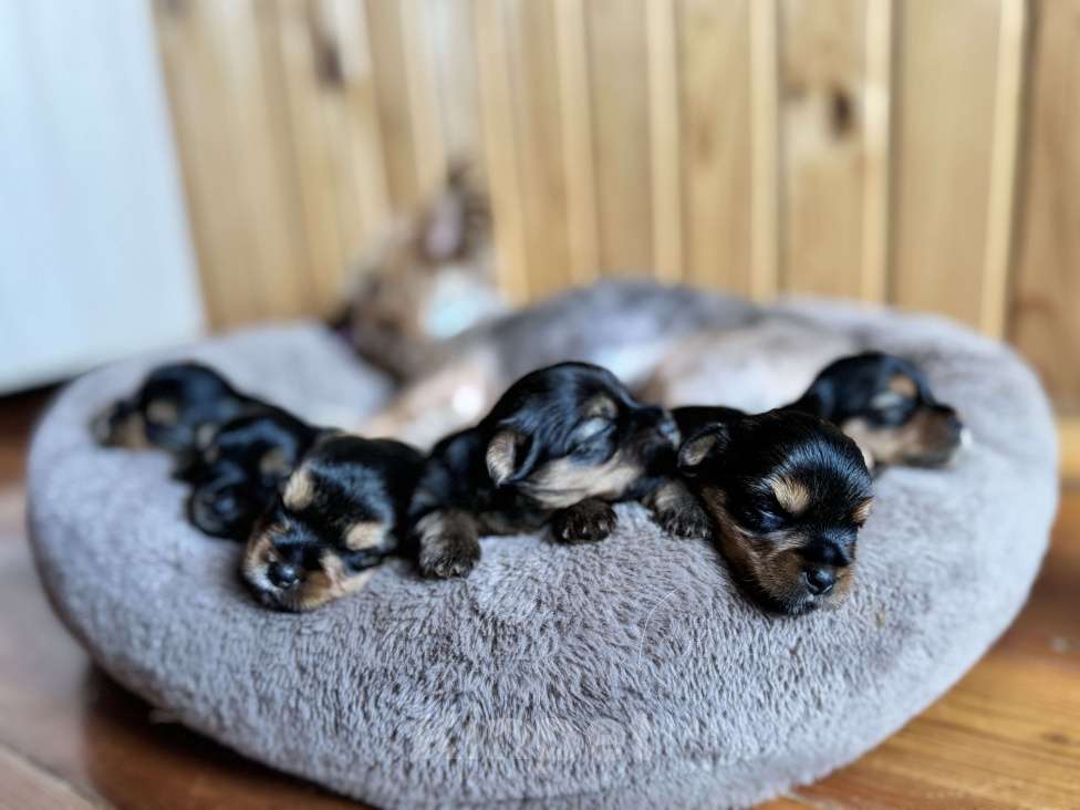 Собаки в Новосибирске: Йоркширский терьер, щенки Девочка, 35 000 руб. - фото 3