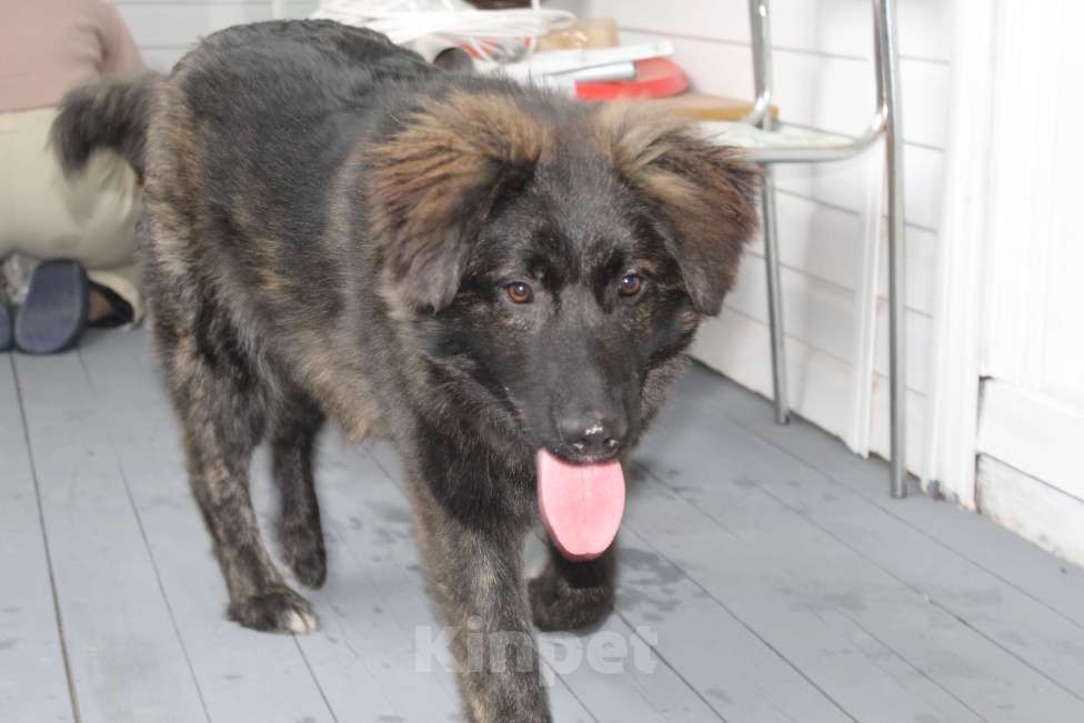 Собаки в других городах Московской области: Мохнатое чудо в добрые руки Мальчик, Бесплатно - фото 2