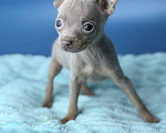 Собаки в Москве: Лиловый мальчик той терьер Мальчик, 50 000 руб. - фото 2