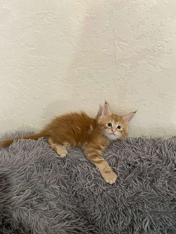 Продажа котят