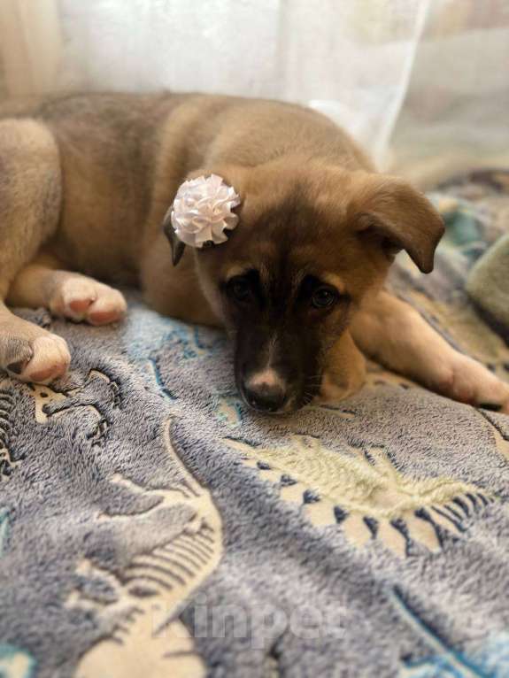 Собаки в Москве: Щенок в добрые руки Девочка, Бесплатно - фото 8