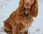 Собаки в Старице: ПРОПАЛА собака Девочка, 5 000 руб. - фото 1