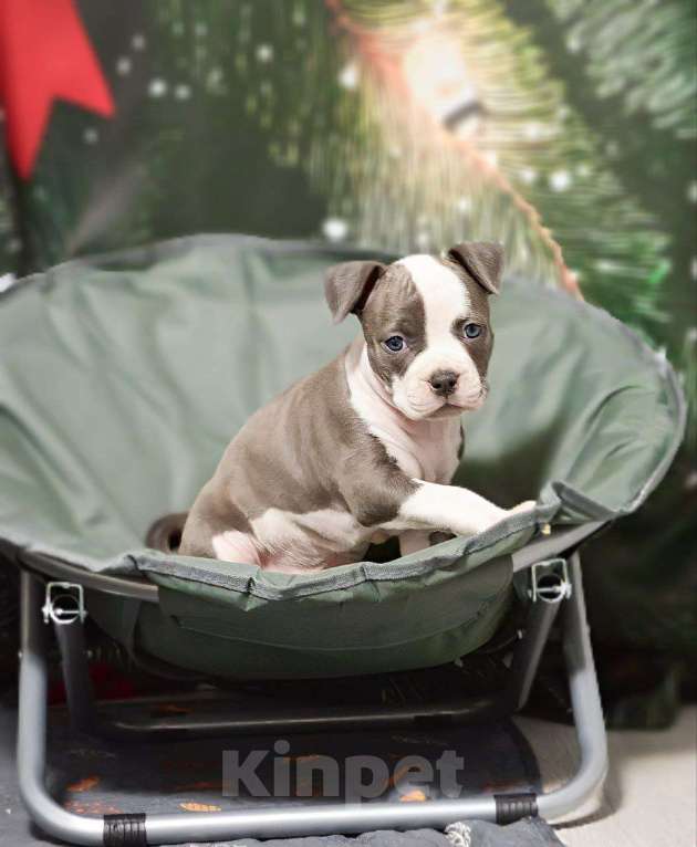 Собаки в Москве: Шикарная девочка амстаффа Девочка, 100 000 руб. - фото 2