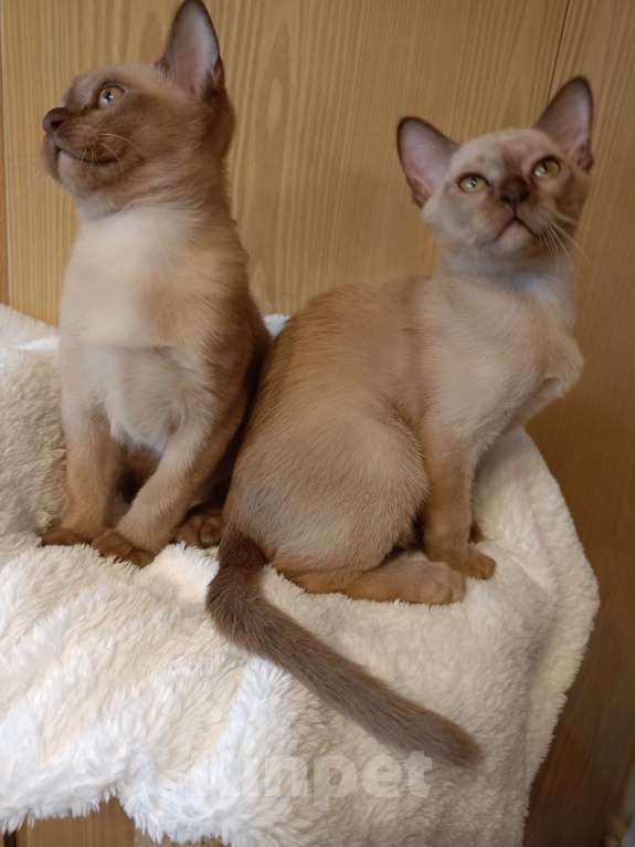 Кошки в Санкт-Петербурге: Бурманский котенок Рафаэль Мальчик, 40 000 руб. - фото 6