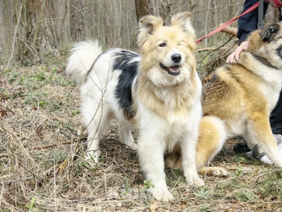 Собаки в Балашихе: Мишелька ищет дом Мальчик, Бесплатно - фото 5