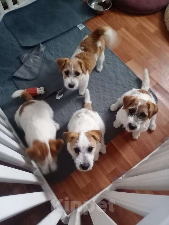 Собаки в других городах Краснодарского края: Девочка Джек Рассел терьер Девочка, 30 000 руб. - фото 4