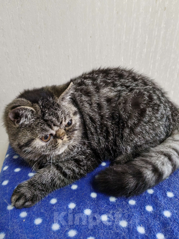 Кошки в Нижнем Новгороде: Котята породы Экзотическая короткошёрстная Мальчик, 12 000 руб. - фото 2