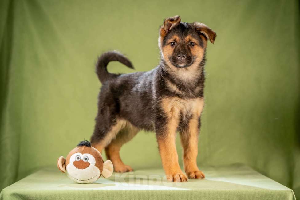 Собаки в Клине: Фундук - славный щенок Мальчик, Бесплатно - фото 3