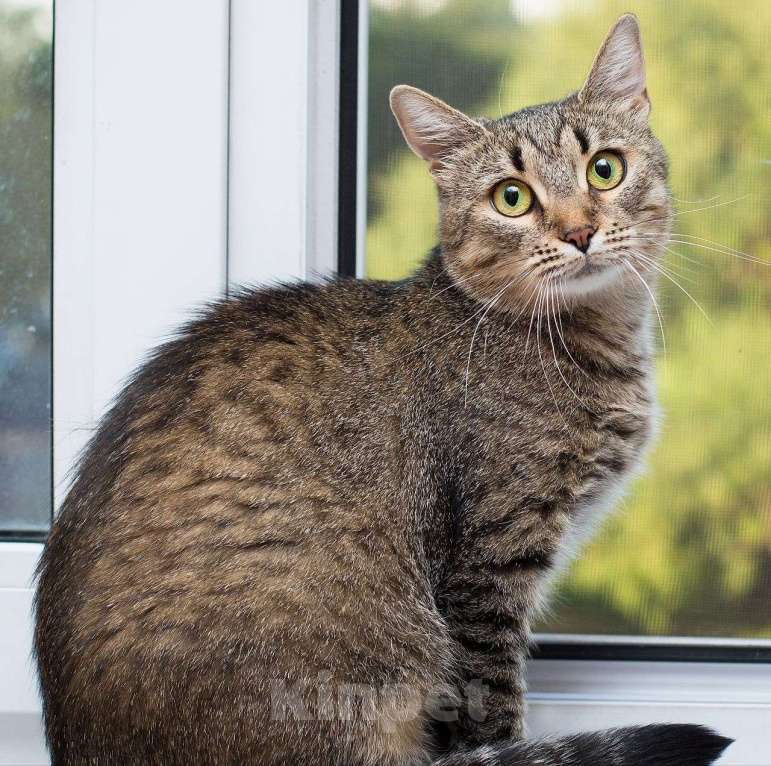 Кошки в Москве: Кошечка Поля грустит на передержке: неужели полосатенькие никому не нравятся? Девочка, Бесплатно - фото 2