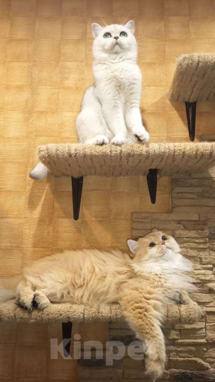 Кошки в Москве: Золотая длинношерстная девочка Девочка, 1 000 руб. - фото 3