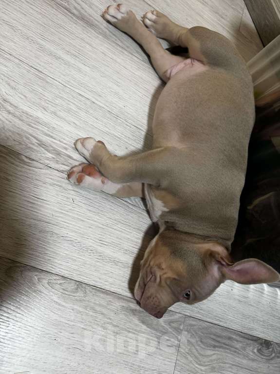 Собаки в Москве: Лиловый триколор Мальчик, 100 000 руб. - фото 9