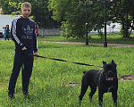 Собаки в Балашихе: Вязка кане-корсо, 3 000 руб. - фото 4