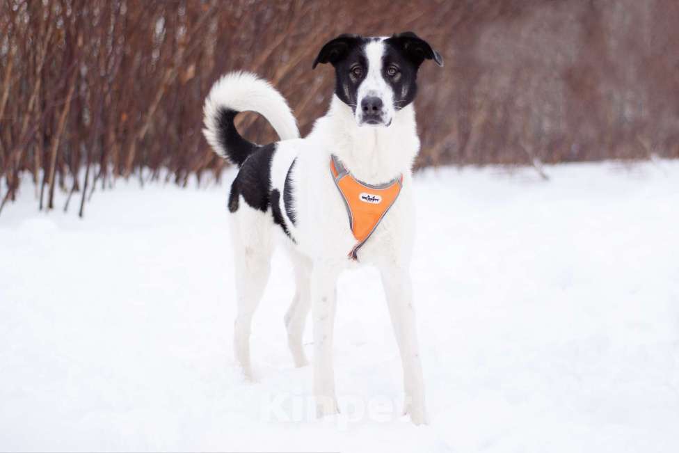 Собаки в Москве: Нежная Боня готова покорить Ваше сердце Девочка, Бесплатно - фото 1