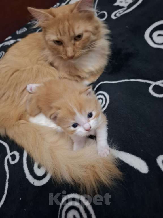 Кошки в Москве: Отдадим в добрые руки рыженькую девочку Девочка, Бесплатно - фото 5